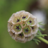 Starflower Scabiosa seeds