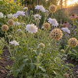 Starflower Scabiosa Seeds growing in a home garden