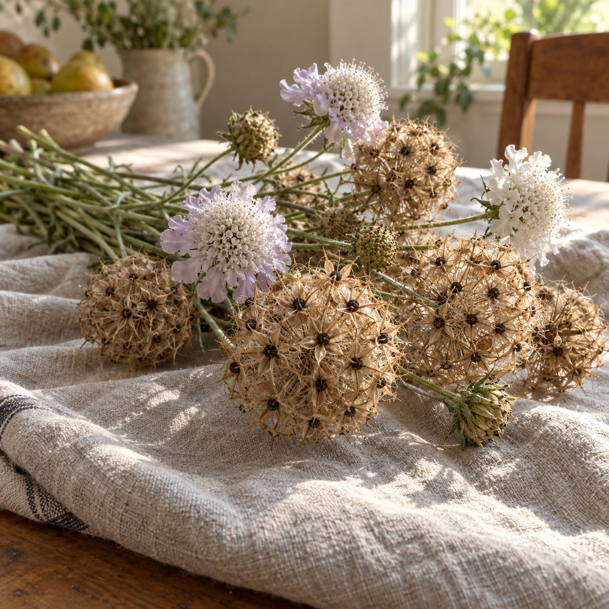 Starflower Scabiosa Seeds harvest up close