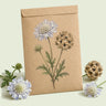 Kraft seed packet illustrated with Starflower Scabiosa, with fresh Starflower Scabiosa beside it