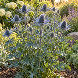 Steel Blue Sea Holly Seeds growing in a home garden