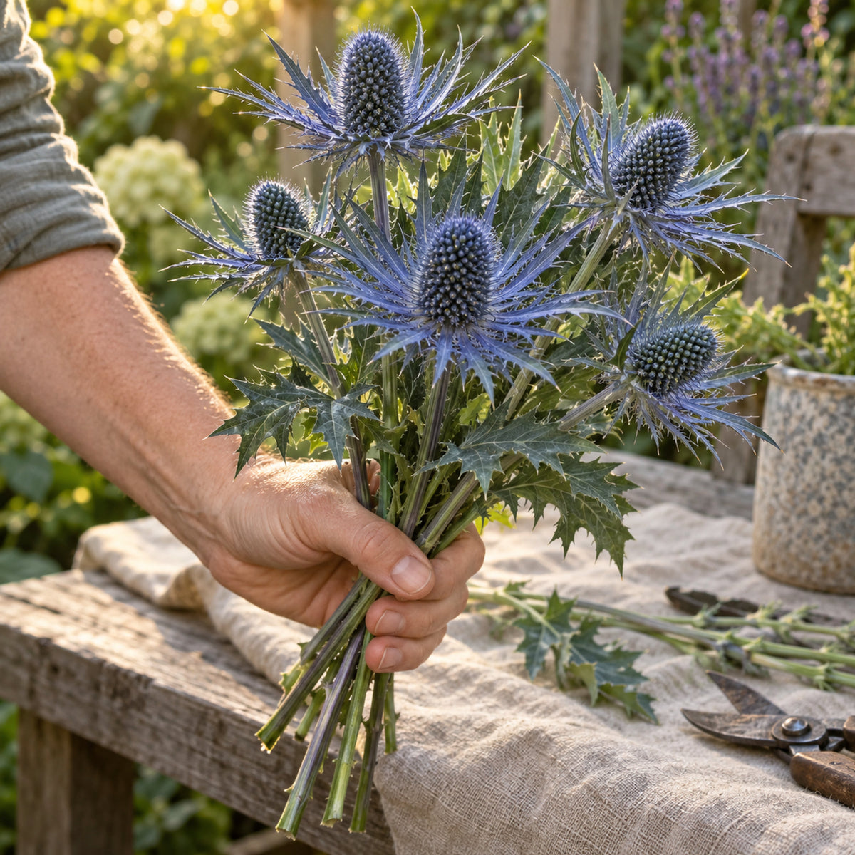Steel Blue Sea Holly Seeds harvest up close