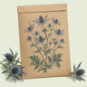 Kraft seed packet illustrated with Steel Blue Sea Holly, with fresh Steel Blue Sea Holly beside it