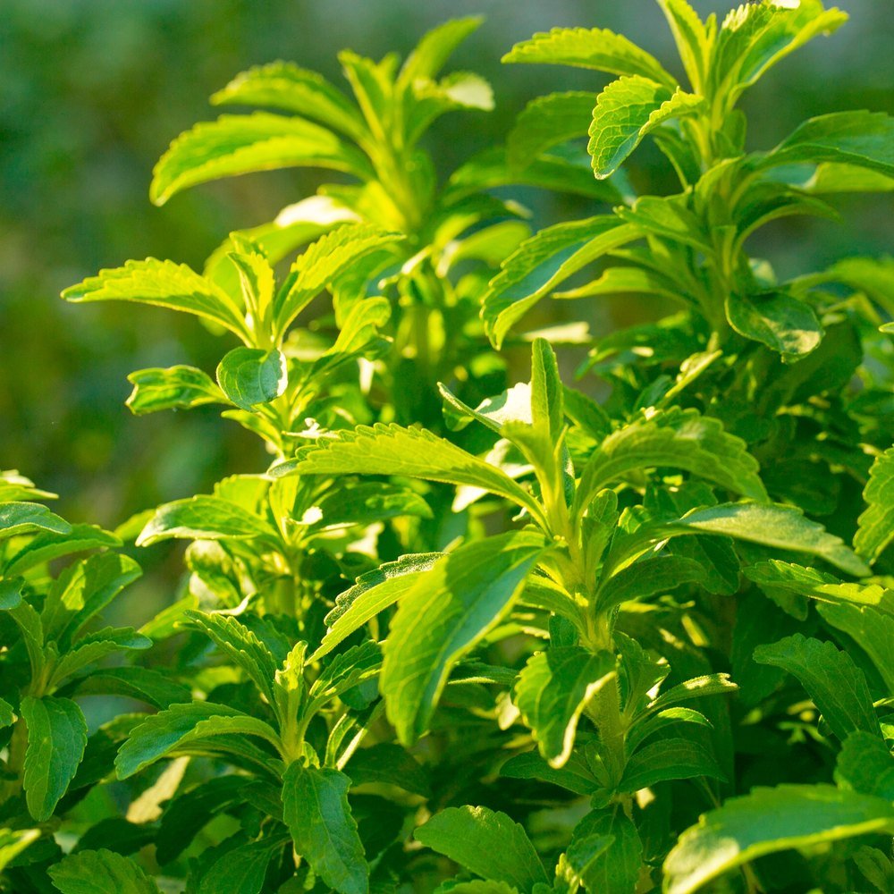 Candy Stevia seed packet