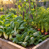 Stir Fry Vegetable Seed Bundle growing in a home garden