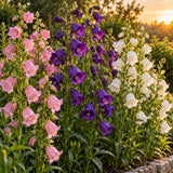 Storybook Canterbury Bells Seeds growing in a home garden
