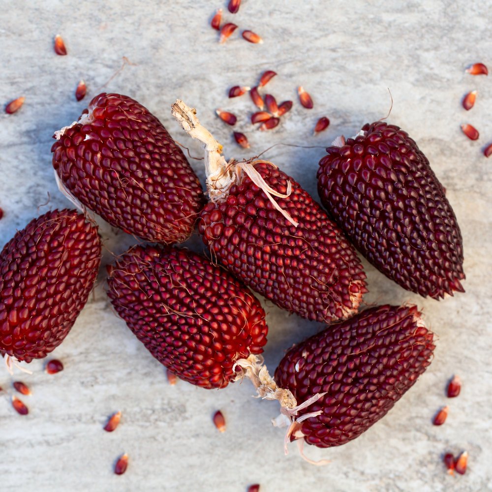 Strawberry Popcorn seeds