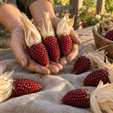 Strawberry Popcorn Seeds harvest up close
