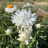 Silvery White Strawflower seed packet