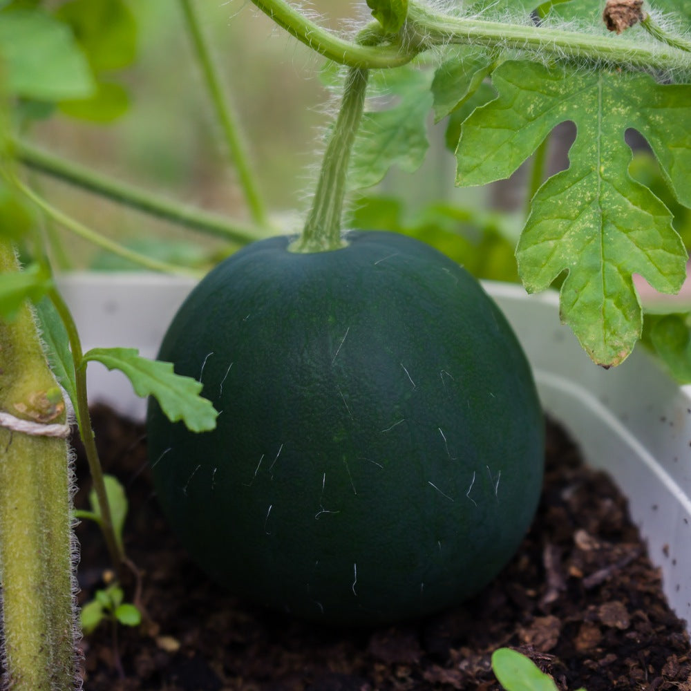 Sugar Baby Watermelon seeds