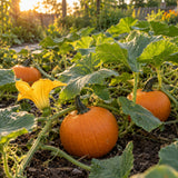 Sugar Pie Pumpkin Seeds growing in a home garden