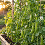 Sugar Snap Pea Seeds growing in a home garden
