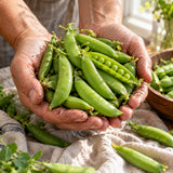 Sugar Snap Pea Seeds harvest up close
