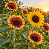 Summer Lovin Sunflower Seeds growing in a home garden