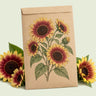 Kraft seed packet illustrated with Summer Lovin Sunflower, with fresh Summer Lovin Sunflower beside it