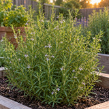 Summer Savory Herb Seeds growing in a home garden