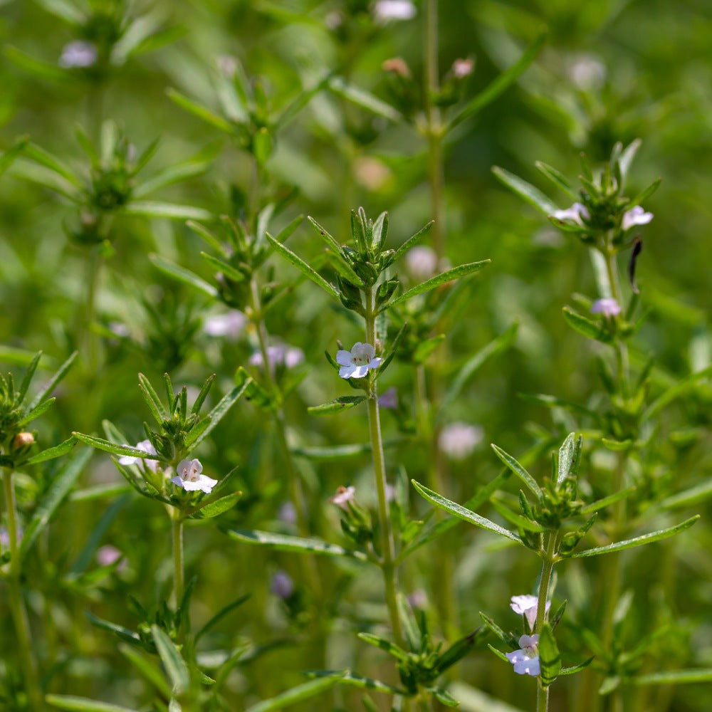 Summer Savory Herb seeds