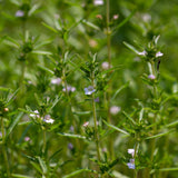 Summer Savory Herb seeds