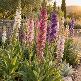 Summer Shades Verbascum Seeds growing in a home garden