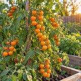 Sun Gold Cherry Tomato Seeds growing in a home garden