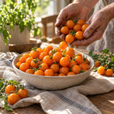 Sun Gold Cherry Tomato Seeds harvest up close