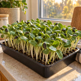 Sunflower Microgreens Seeds growing in a home garden