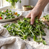 Sunflower Microgreens Seeds harvest up close
