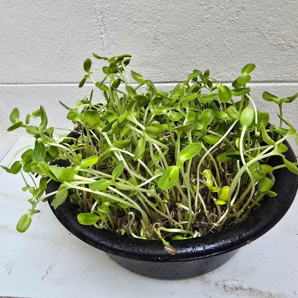 Sunflower Microgreens seeds