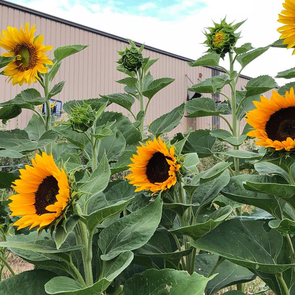 Zohar Golden Sunflower plants in the garden