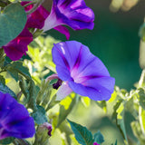 Sunrise Morning Glory Blend seeds