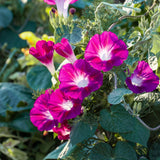 Sunrise Morning Glory Blend seeds