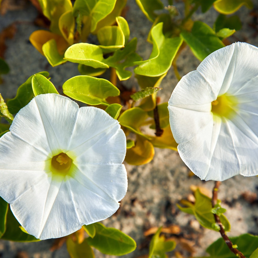 Sunrise Morning Glory Blend seeds