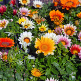 Sunshine Gazania Blend seeds