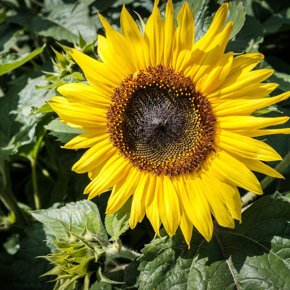 Sunspot Dwarf Sunflower seeds