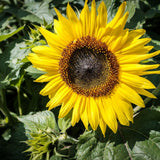 Sunspot Dwarf Sunflower seeds