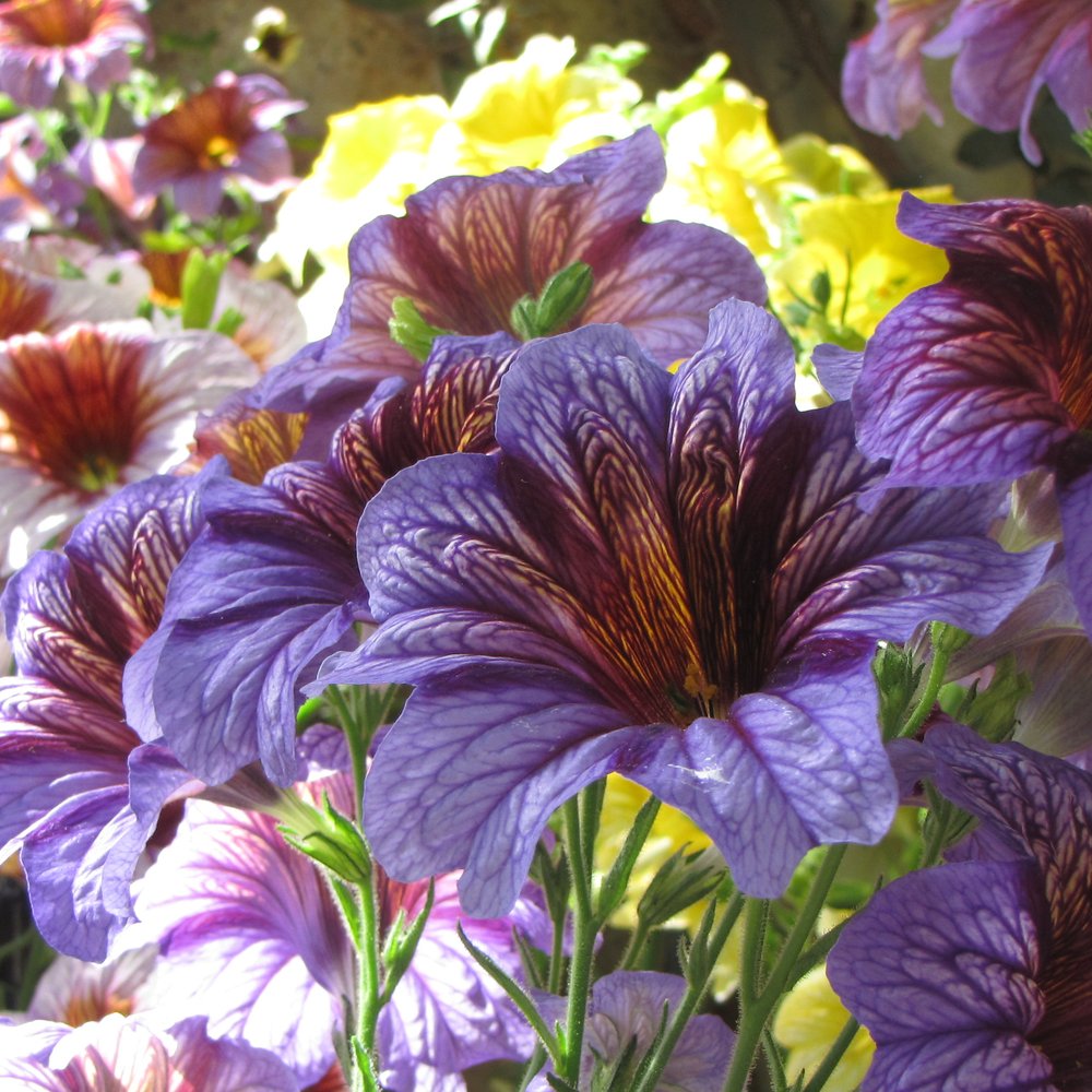 Superbissima Salpiglossis Flower plants in the garden