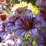 Superbissima Salpiglossis Flower plants in the garden