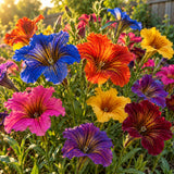 Superbissima Salpiglossis Flower Seeds growing in a home garden