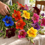 Superbissima Salpiglossis Flower Seeds harvest up close