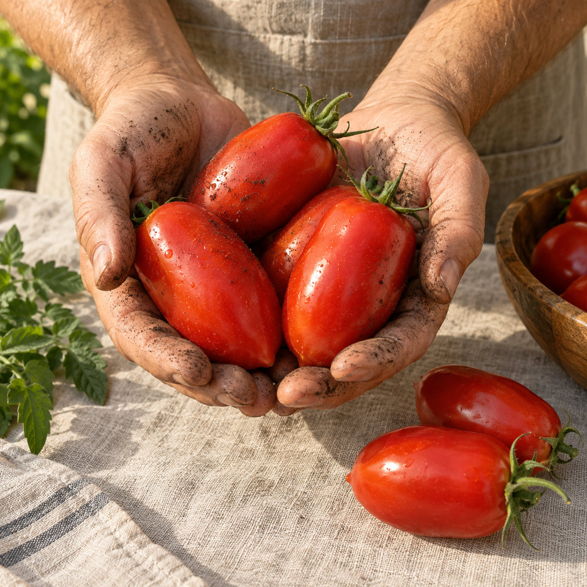 Supremo Bush Roma Sauce Tomato Seeds harvest up close