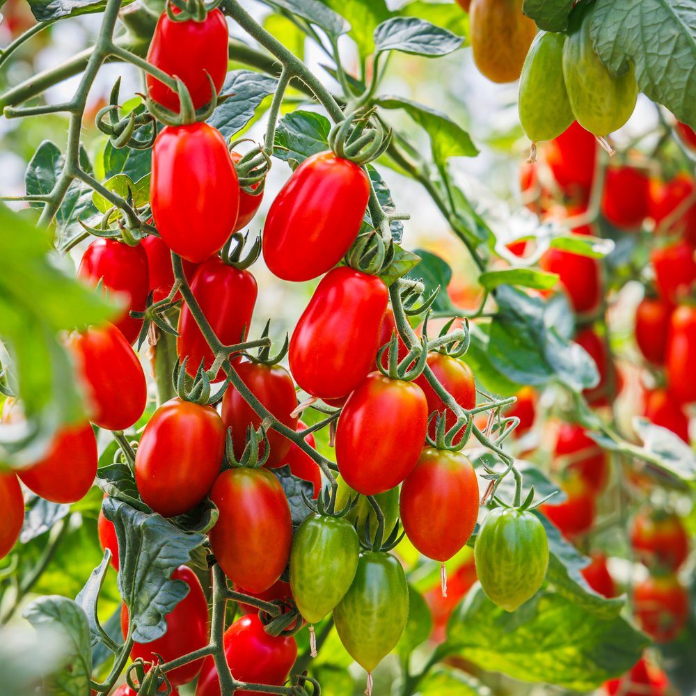 Supremo Bush Roma Sauce Tomato plants in the garden