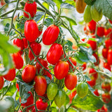 Supremo Bush Roma Sauce Tomato plants in the garden