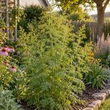 Sweet Annie Aromatic Flower Seeds growing in a home garden