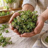 Sweet Marjoram Herb Seeds harvest up close