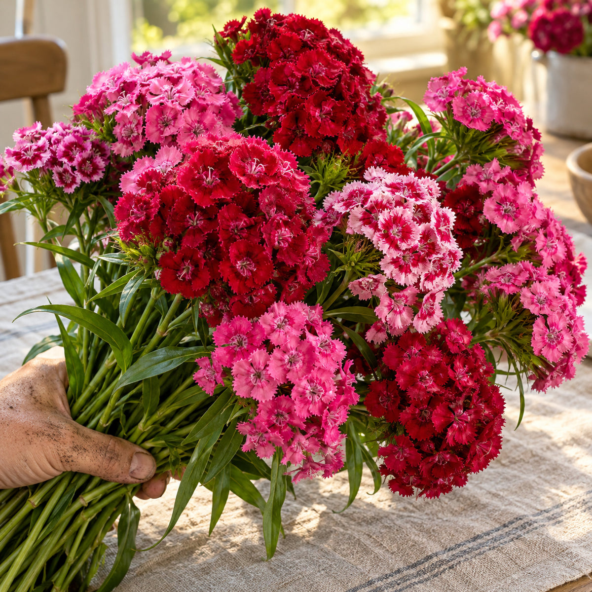 Sweet Rose Magic Sweet William Seeds harvest up close