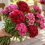 Sweet Rose Magic Sweet William Seeds harvest up close