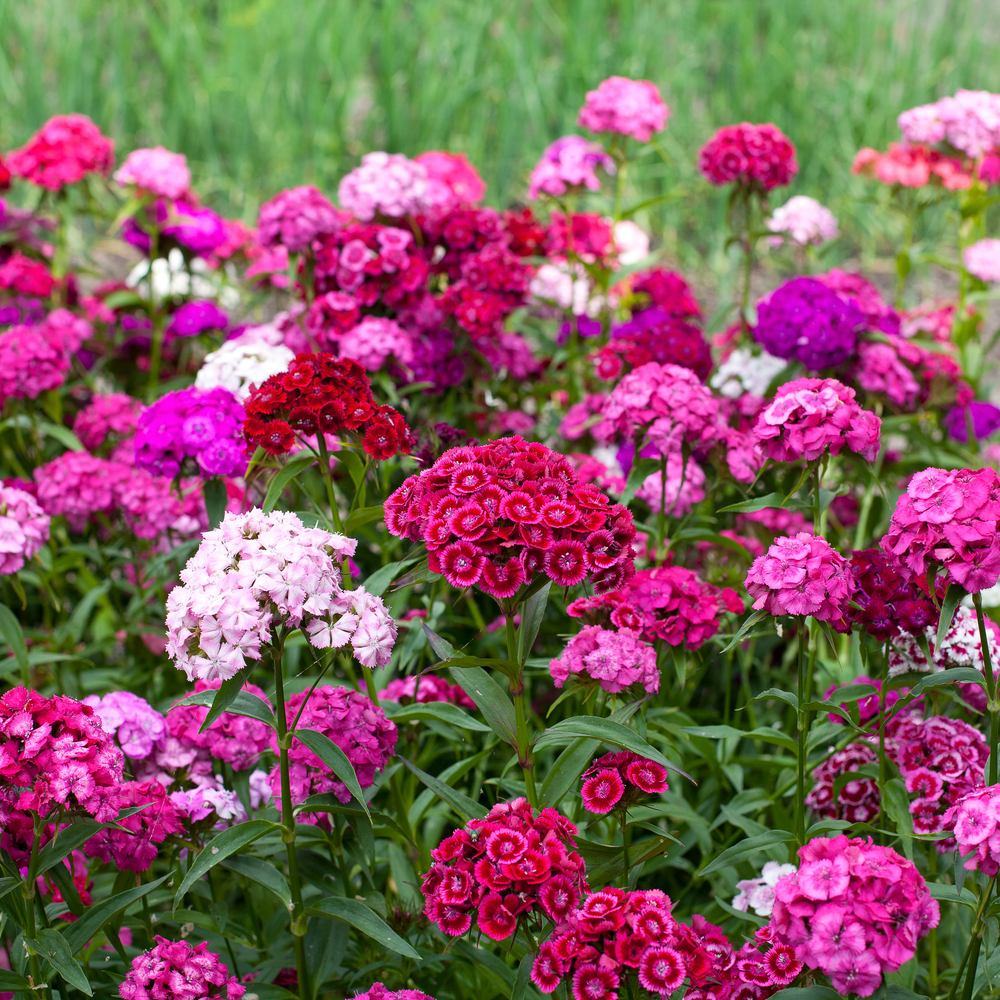 Sweet Rose Magic Sweet William seed packet