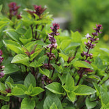 Sweet Thai Basil Herb plants in the garden