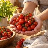 Sweetie Cherry Tomato Seeds harvest up close