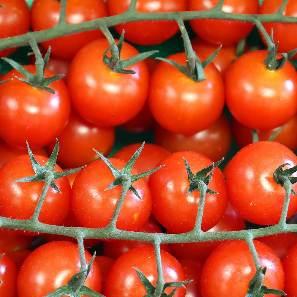 Sweetie Cherry Tomato plants in the garden